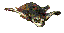 hwælweġ