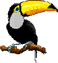 BIRD3
